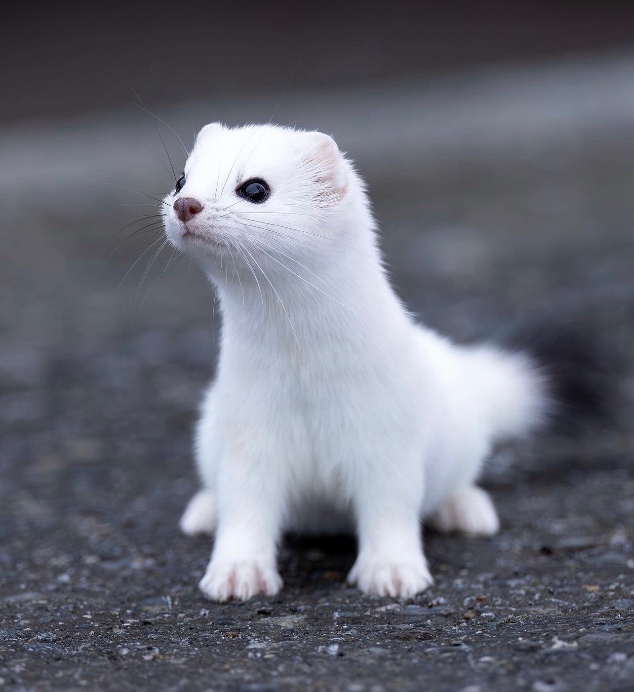 A particularly beautiful close up shot of an ermine